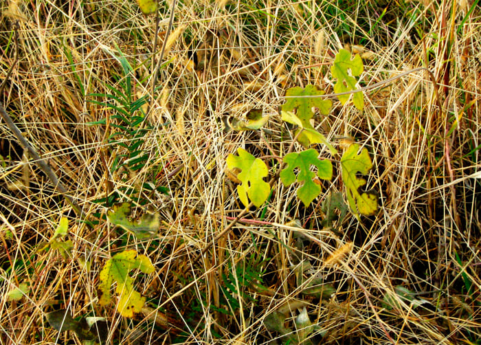 下滿靡草死骨密度增加.jpg 下滿靡草死骨密度增加.jpg